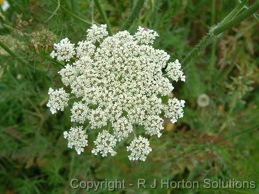 Queen Anne's lace (Daucus carota) 